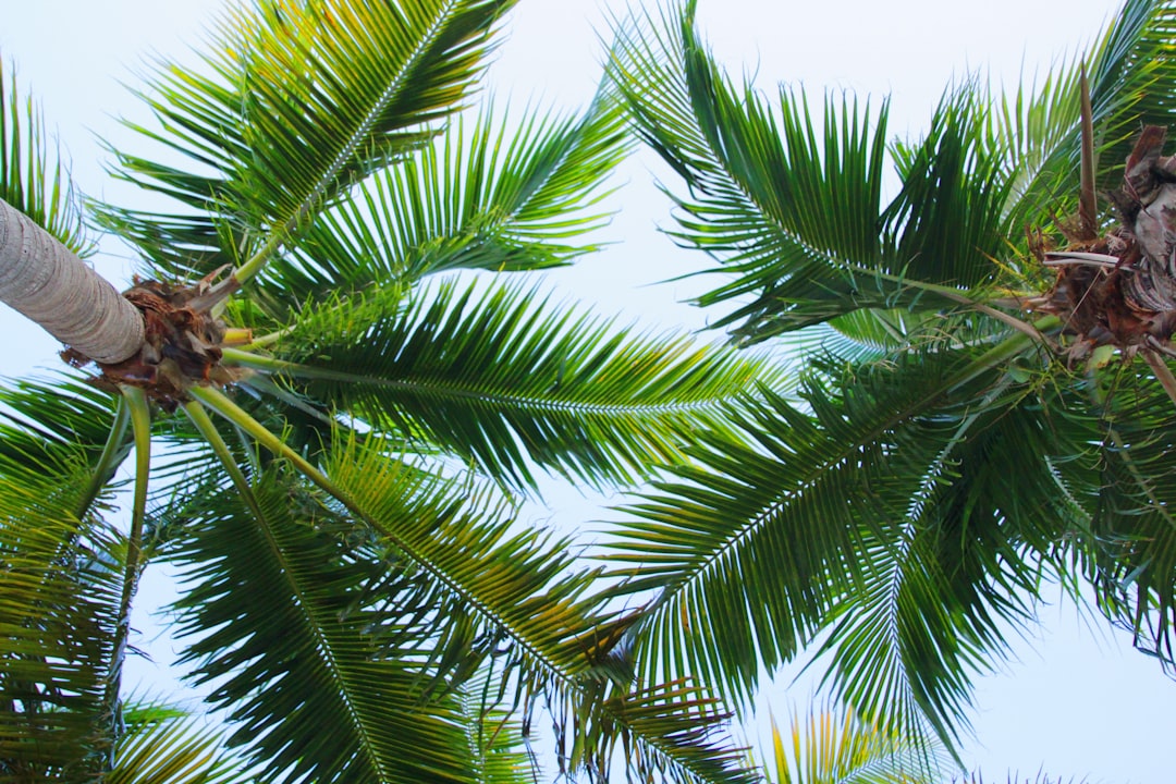 Is Delta-8 Legal in Florida? What Retailers Need to Know Now