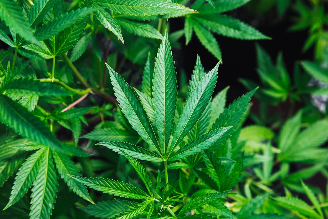THCA Ban: What Shop Owners Need to Know Before November 2026
